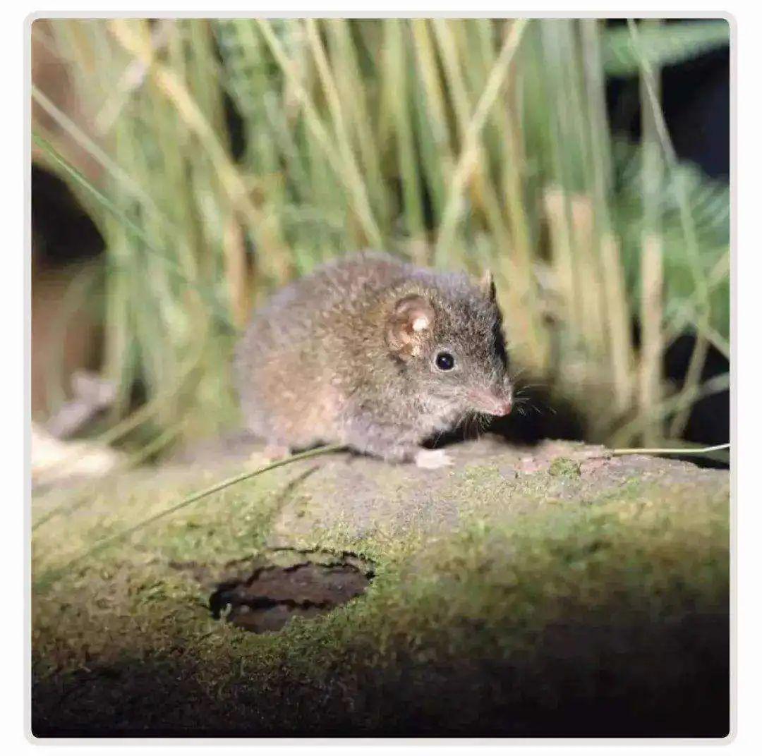 BSPORTS-自然界交尾时间最长的动物是哪个？人类为什么不能像它们一样？